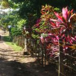 Las Terrenas: El Limón Waterfall Trekking Tour in Samana - An In-Depth Look at the El Limón Waterfall Tour