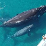 Las Terrenas: Whale Watching and Cayo Levantado Island Tour - Final Thoughts