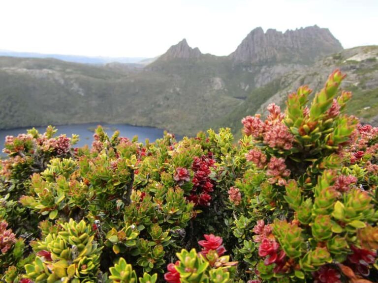 Launceston: Cradle Mountain Guided Active Day Trip - Transport, Timing, and Group Size