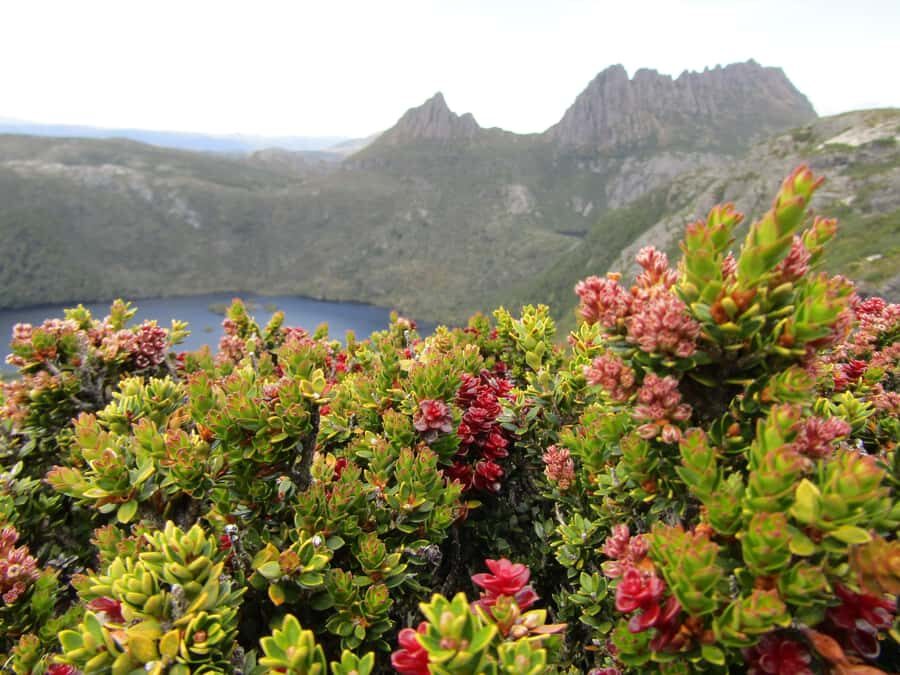 Launceston: Cradle Mountain Guided Active Day Trip - Transport, Timing, and Group Size