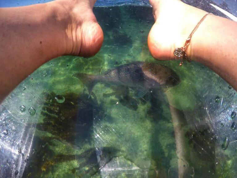 Leigh: Goat Island Clear Kayak Rental - What to Expect on Your Goat Island Clear Kayak Tour