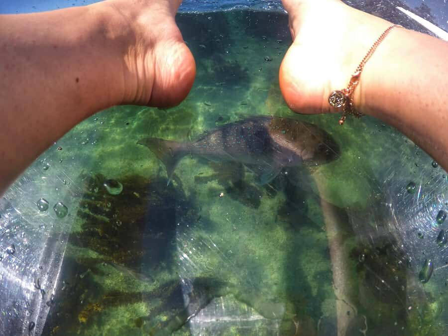 Leigh: Goat Island Clear Kayak Rental - What to Expect on Your Goat Island Clear Kayak Tour