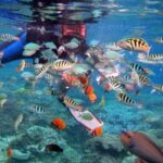 Lembongan Snorkeling Swim With Manta Rays and Island Tour - Final Thoughts