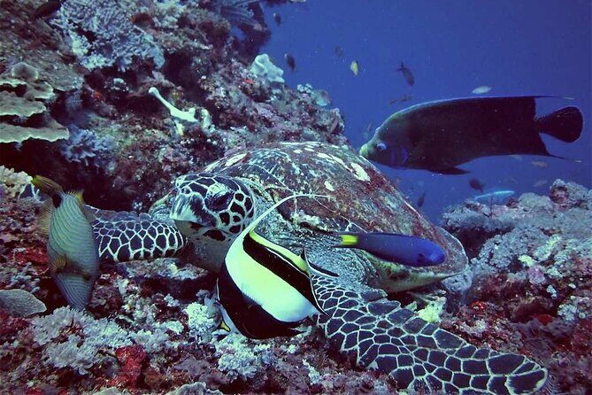 Lembongan Snorkeling Swim With Manta Rays and Island Tour - The Itinerary Breakdown: What to Expect