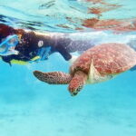 Let's swim with sea turtles in Yakushima!Snorkeling Tour - Practical Tips for Your Snorkeling Adventure