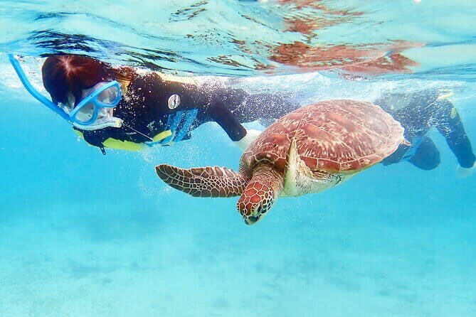 Let's swim with sea turtles in Yakushima!Snorkeling Tour - Practical Tips for Your Snorkeling Adventure