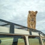 Lions 360 Experience and a Day at Monarto Safari Park - What to Expect on the Day