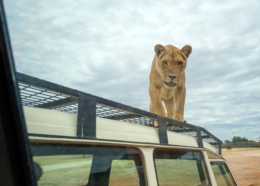 Lions 360 Experience and a Day at Monarto Safari Park - What to Expect on the Day