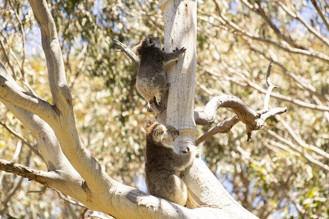 Little Koala Walking Tour - The Itinerary Breakdown: What to Expect