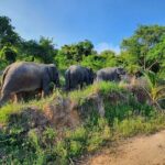 Living Green Elephant Sanctuary Experience near Bangkok & Pattaya - Authentic Experiences That Matter
