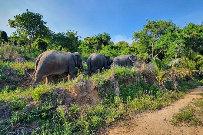 Living Green Elephant Sanctuary Experience near Bangkok & Pattaya - Authentic Experiences That Matter
