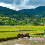 Living Land Farm Rice Experience - Who Will Love This Tour?