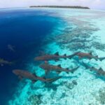 Local Experience: Nurse Shark & Hidden Reefs of Ari Atoll - Good To Know