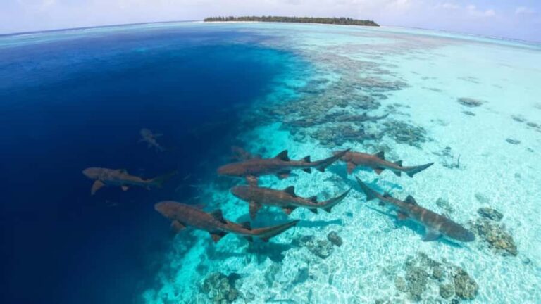 Local Experience: Nurse Shark & Hidden Reefs of Ari Atoll - Good To Know