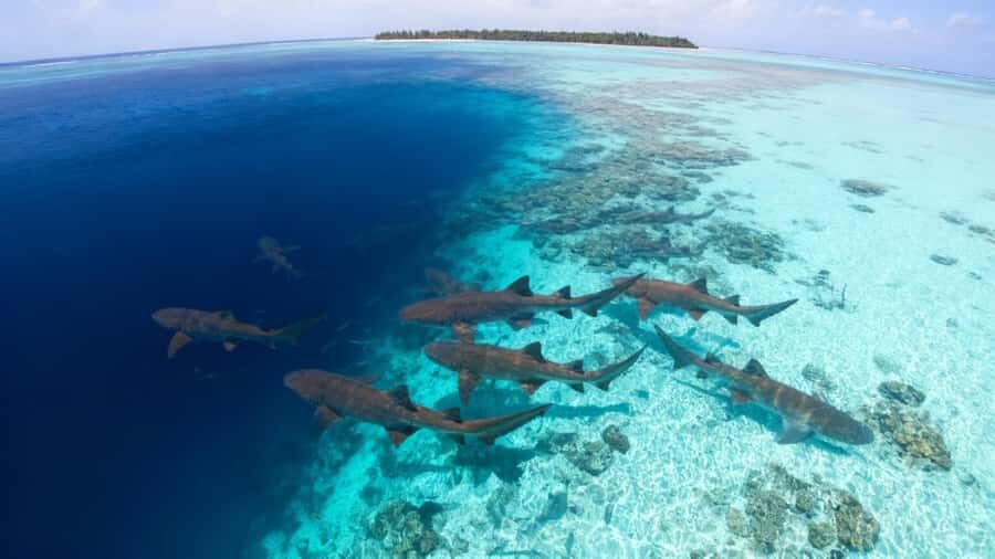 Local Experience: Nurse Shark & Hidden Reefs of Ari Atoll - Good To Know