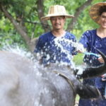 Local Farming Experience in Chiang Mai, Thailand - Practical Details and Tips