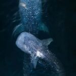 Lombok: 2-Day Whale Shark Snorkeling & Kenawa Island Tour - Practical Aspects & What to Expect