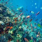 Lombok: 2-Day Whale Shark Tour to Sumbawa with Snorkeling - Transportation and Logistics