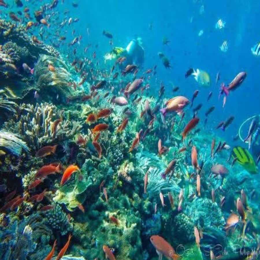 Lombok: 2-Day Whale Shark Tour to Sumbawa with Snorkeling - Transportation and Logistics