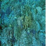 Lombok: 2-Day Whale Shark Tour with Camping & BBQ - The Main Event: Swimming with Whale Sharks