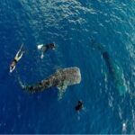 Lombok: 2-Day Whale Shark Tour with Camping & BBQ - Transport, Timing, and Group Size