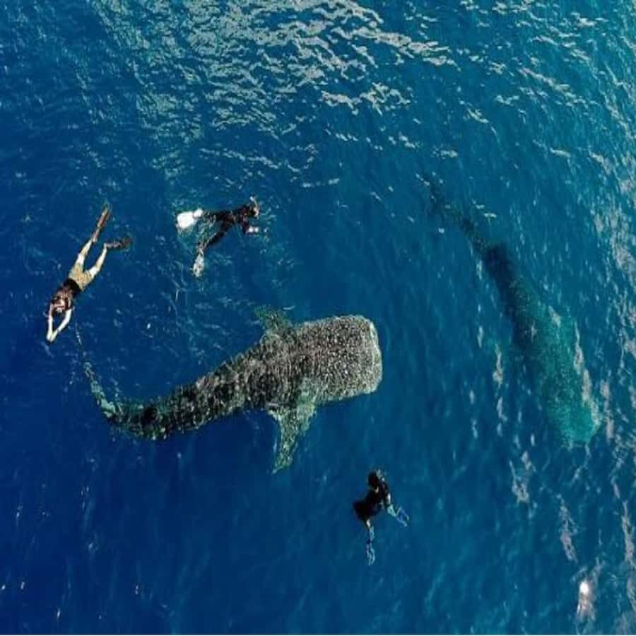 Lombok: 2-Day Whale Shark Tour with Camping & BBQ - Transport, Timing, and Group Size  