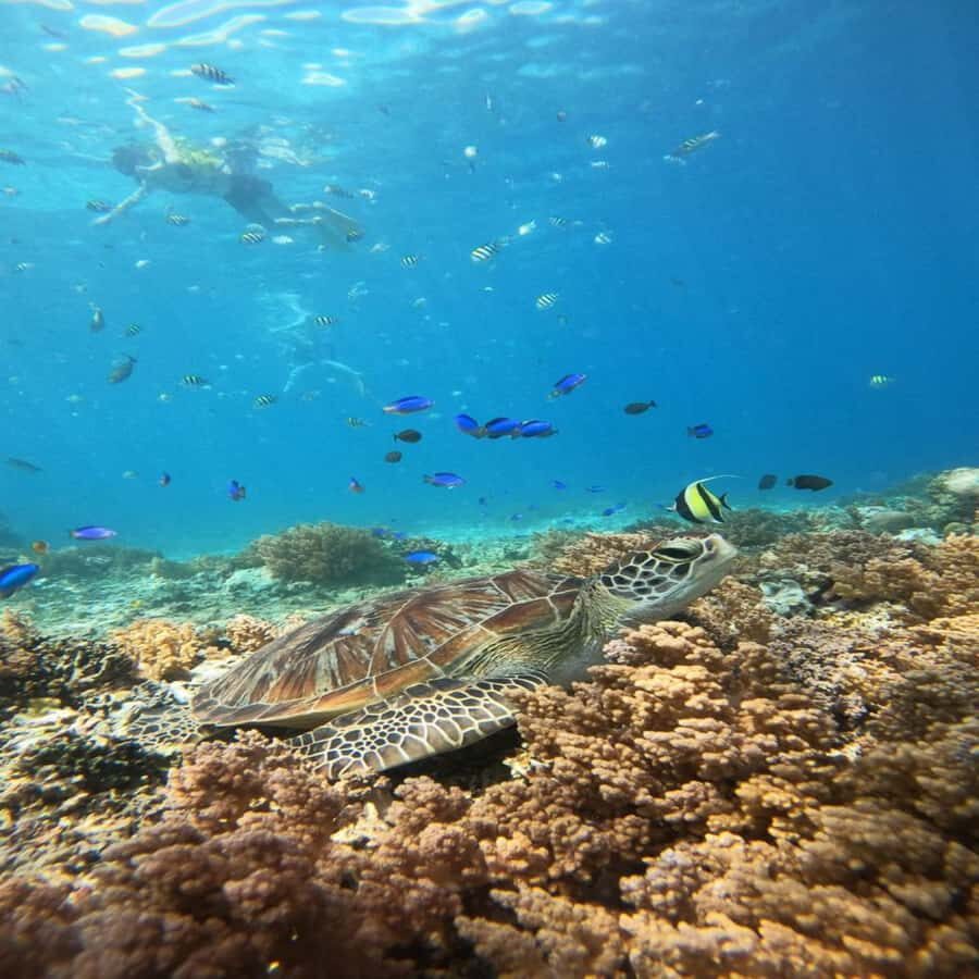 Lombok: 3 Secret Gili Snorkeling Trip & Traditional Heritage - Is This Tour Right for You?
