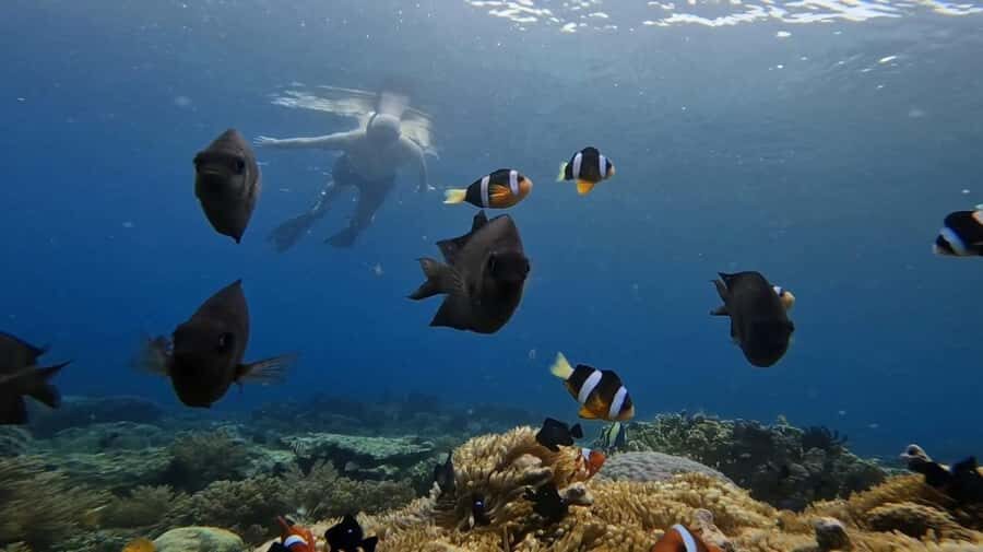 Lombok: 5 Gili Islands Snorkeling Tour With Private Boat - The Overall Value