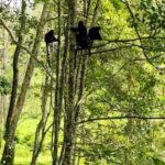 lombok : black monkey , rice terace ,waterfall tetebatu - What You Can Expect from the Tetebatu Tour