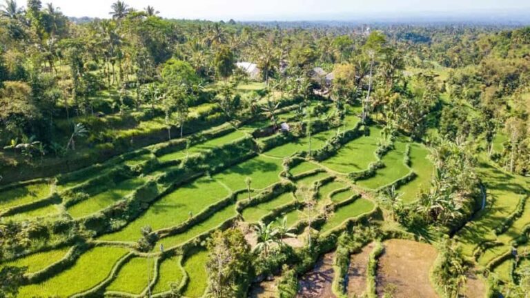 Lombok: Culture, Rice Terrace, and Waterfall Full-Day Tour - An In-Depth Look at the Tour Experience