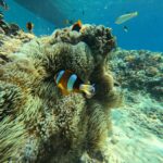 Lombok: Gili Islands Glass Bottom Boat Tour with Snorkeling - The Practical Side: What Travelers Should Know