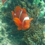 Lombok: Gili Nanggu Sudak and Kedis Snorkeling Tour - Authentic Experiences and Insider Insights