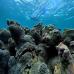 Lombok: Gili Pasir, Gili Petelu, and Pink Beach Day Tour - Practicalities and What to Expect