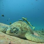 Lombok : Gili Snorkeling Trip (Goleng, Asahan, Layar) - What’s the Experience Really Like?