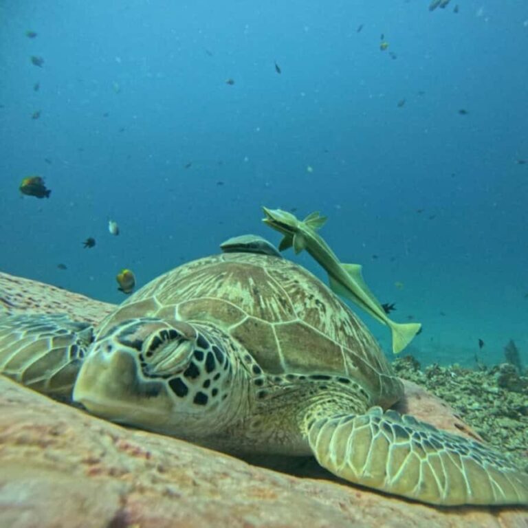 Lombok : Gili Snorkeling Trip (Goleng, Asahan, Layar) - What’s the Experience Really Like?  