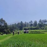 Lombok : hiking- rice terrace & waterfalls tour - Starting Point and Transportation