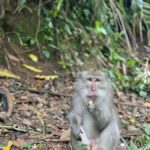 Lombok : hiking- rice terrace & waterfalls tour - Discovering Lombok’s Natural and Cultural Richness