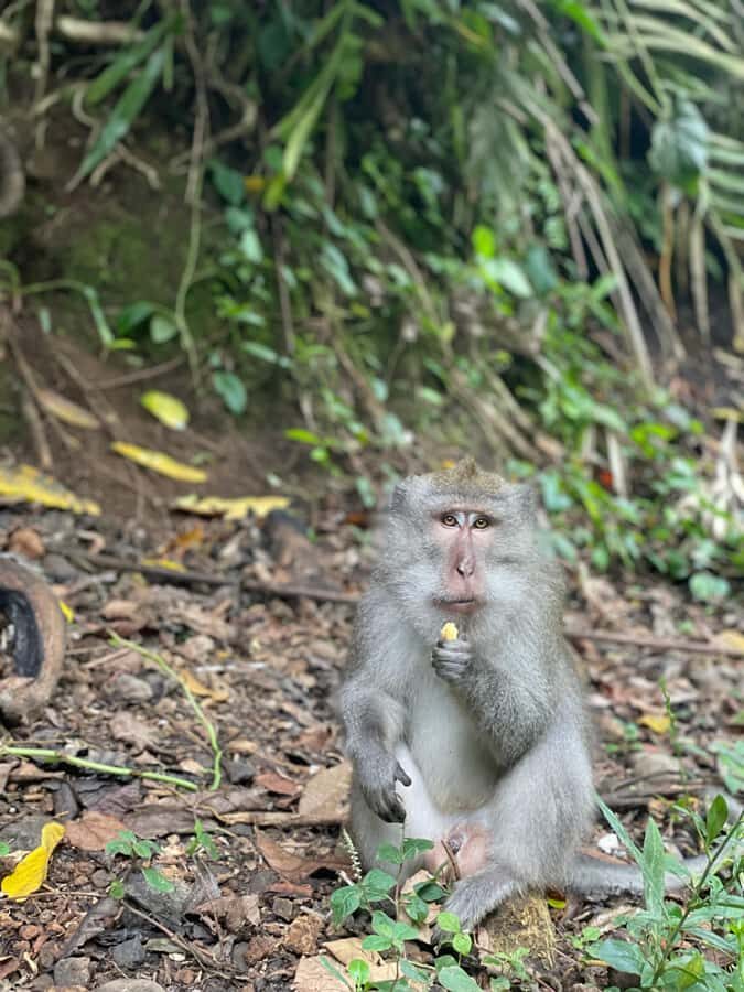 Lombok : hiking- rice terrace & waterfalls tour - Discovering Lombok’s Natural and Cultural Richness