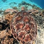 Lombok: Pink Beach & Exclusive Snorkeling Gili Petelu - What Makes This Tour Stand Out?