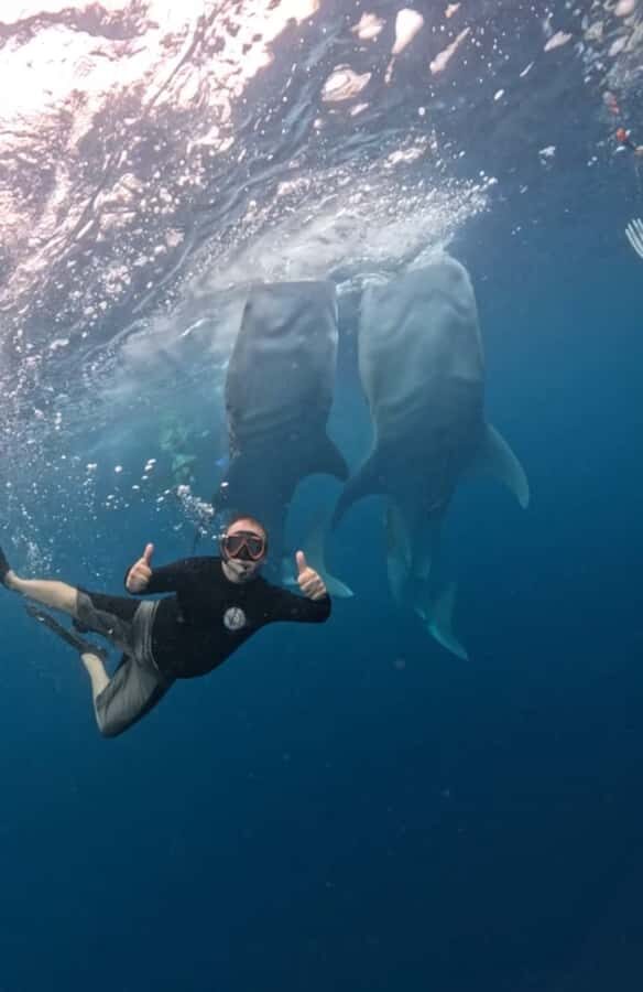 Lombok : Private 2D/1N Whale Shark Tour Lombok Sumbawa - The Itinerary in Detail