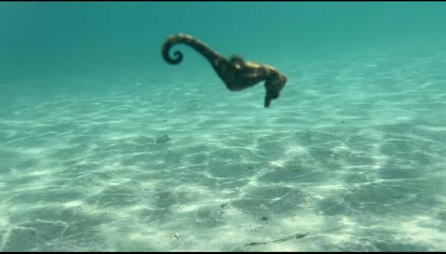 Lombok: Private day trip snorkeling in Secret Island - The Detailed Journey Through Lombok’s Secret Gili Snorkeling Tour