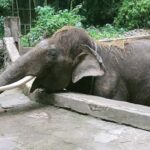 Lombok Safari Wildlife Park, Village and Waterfalls tour - Tiu Kelep Waterfall: The Hidden Gem