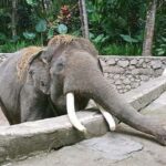 Lombok Safari Wildlife Park, Village and Waterfalls tour - Breaking Down the Itinerary