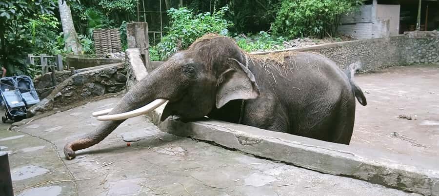 Lombok Safari Wildlife Park, Village and Waterfalls tour - Tiu Kelep Waterfall: The Hidden Gem