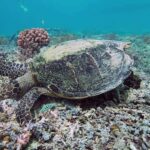 Lombok: Secret Gilis Island-Hopping Tour - What to Expect: Practical Details