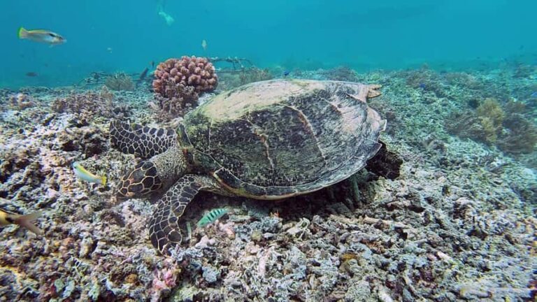 Lombok: Secret Gilis Island-Hopping Tour - What to Expect: Practical Details