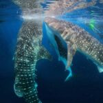 Lombok Sumbawa Sharing 2D1N Whale Shark With Snorkeling - Transport and Logistics: What Travelers Should Know