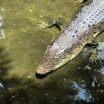 Lombok Wildlife Park: Admission Ticket - A Closer Look at the Animal Encounters