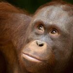 Lombok Wildlife Park: Admission Ticket - Animal Exhibits and Viewing