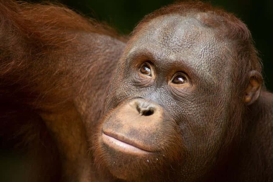 Lombok Wildlife Park: Admission Ticket - Animal Exhibits and Viewing